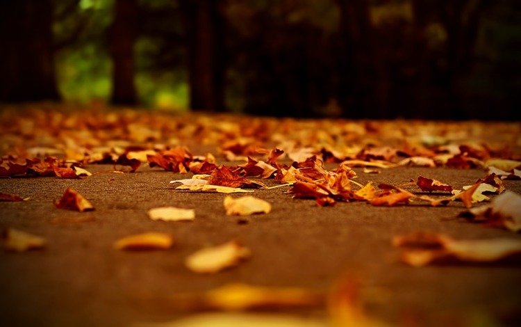дорога, вечер, листья, осень, осенние листья, road, the evening, leaves, autumn, autumn leaves