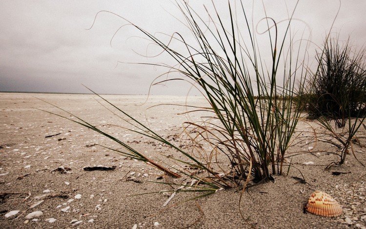 трава, берег, песок, пляж, ракушка, grass, shore, sand, beach, shell