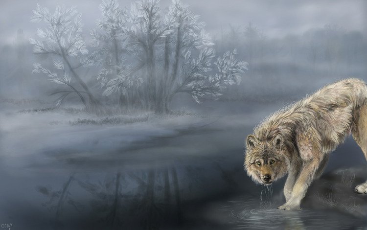 туман, волк, водопой, шерсть. хищник, fog, wolf, drink, wool. predator