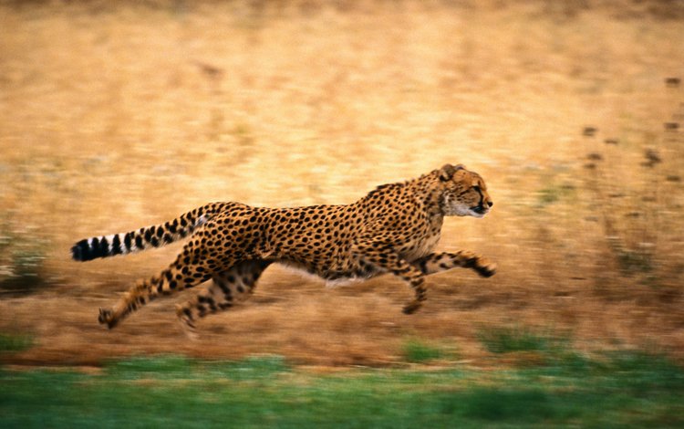 природа, бег, гепард, nature, running, cheetah