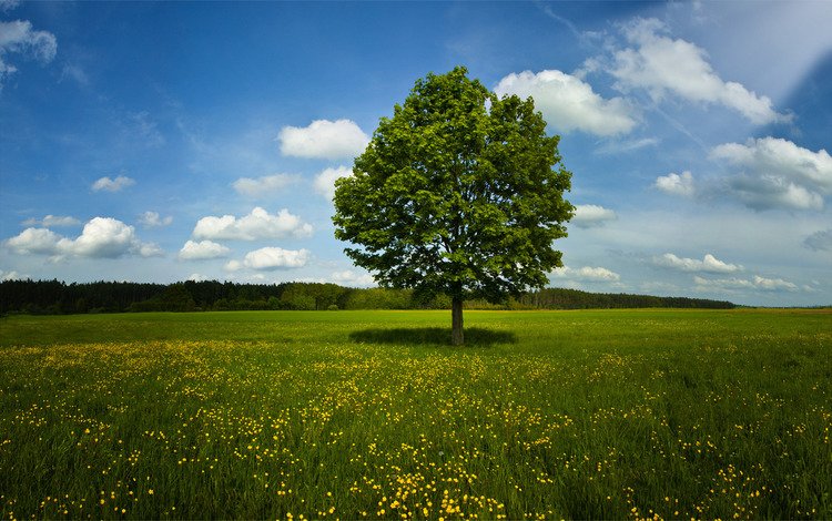 трава, деревья, природа, обои, фото, поле, лето, весна, grass, trees, nature, wallpaper, photo, field, summer, spring