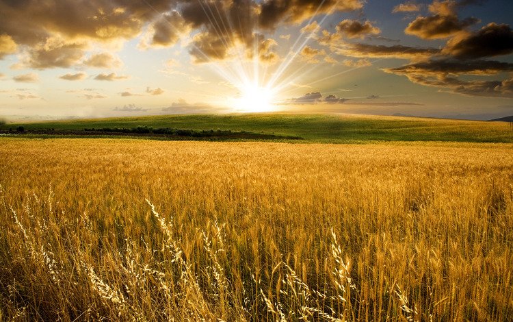солнце, долина, холмы, поля пшеницы, природа, фото, поле, пейзажи, колосья, пшеница, the sun, valley, hills, wheat fields, nature, photo, field, landscapes, ears, wheat