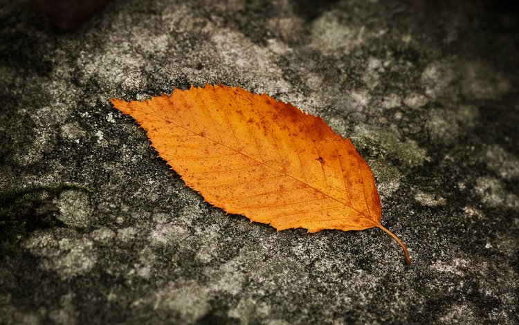 осень, лист, autumn, sheet