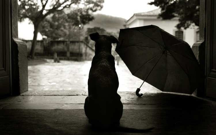стиль, зонтик, пес, двор, style, umbrella, dog, yard