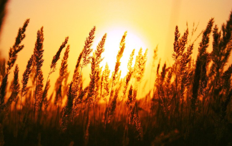 трава, солнце, природа, поле, рассвет, колоски, grass, the sun, nature, field, dawn, spikelets