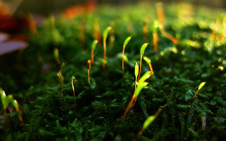 мох, жизнь, растение.побеги, возрождение, moss, life, plant.shoots, revival