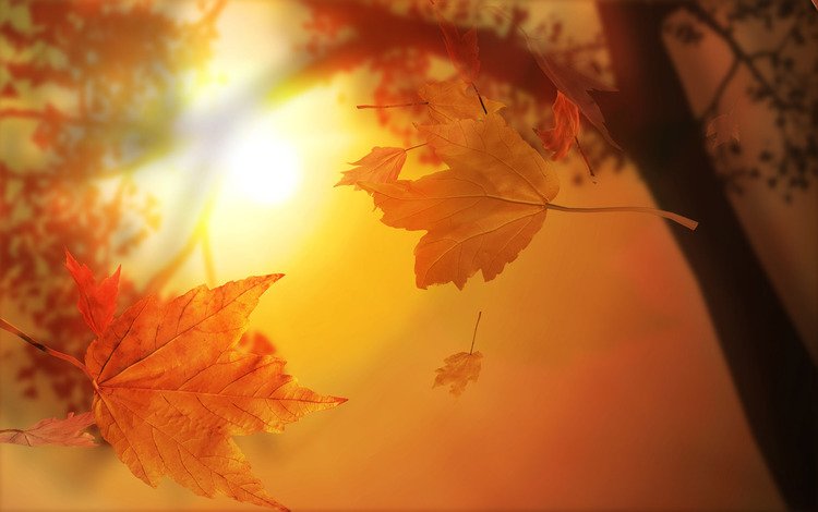 солнце, листья, осень, the sun, leaves, autumn