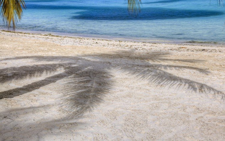песок, тень, пальма, sand, shadow, palma