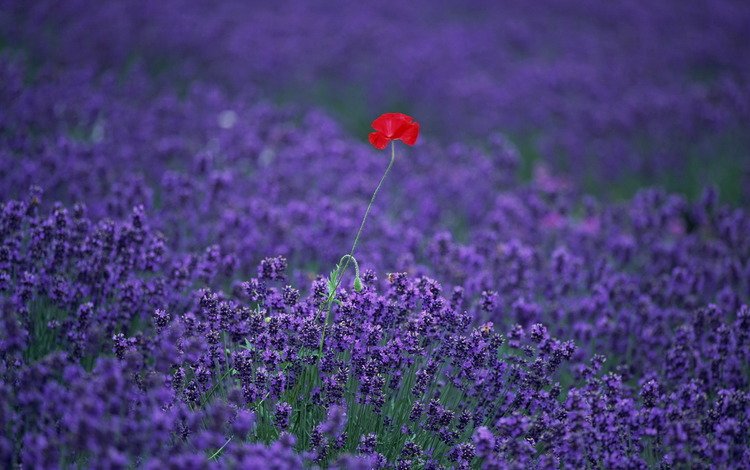 цветы, поле, лаванда, мак, flowers, field, lavender, mac