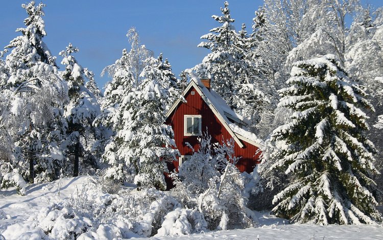 деревья, зима, дом, trees, winter, house