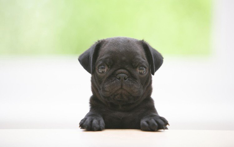 мордочка, взгляд, черный, собака, щенок, растерянный, курносый, мопс, muzzle, look, black, dog, puppy, confused, snub, pug