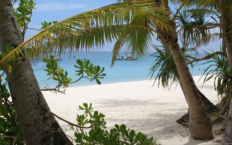 берег, песок, ветки, залив, пальмы, остров, судна, shore, sand, branches, bay, palm trees, island, ship