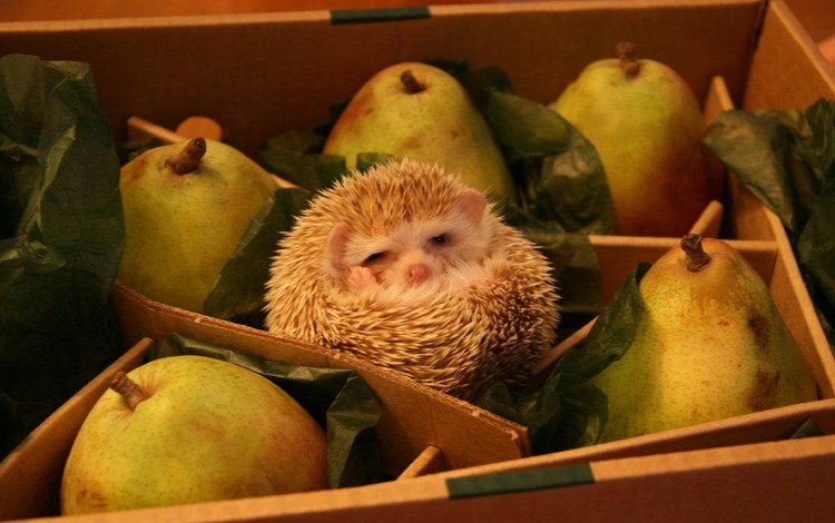 коробка, ежик, прикол, груши, ежик в грушах, box, hedgehog, the trick, pear, hedgehog in the pears