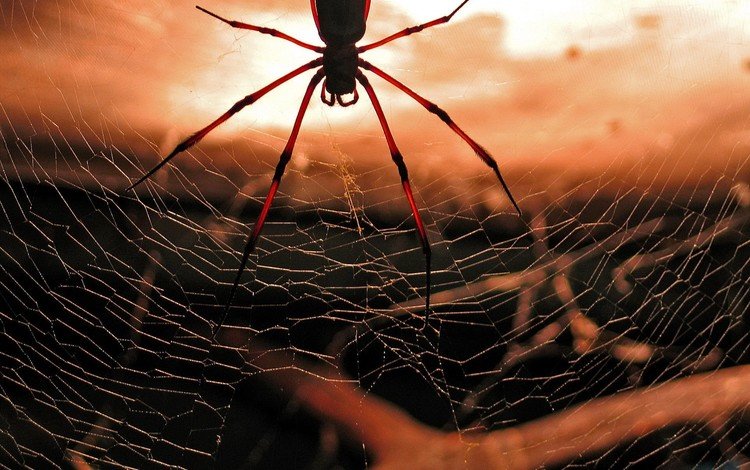 красный, паук, паутина, red, spider, web