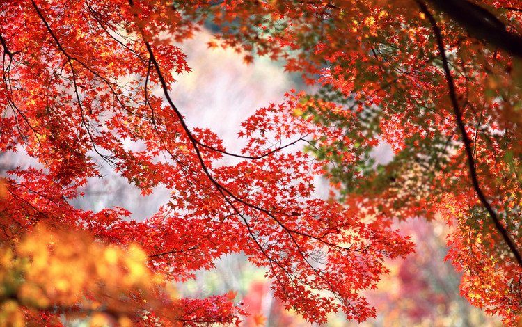 деревья, ветки, осень, красные, оранжевые, кленовые листья, trees, branches, autumn, red, orange, maple leaves