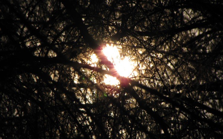 солнце, лес, надежда, the sun, forest, hope