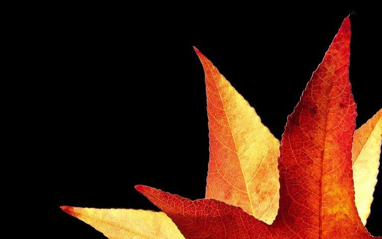 фон, осень, лист, золотистый, background, autumn, sheet, golden