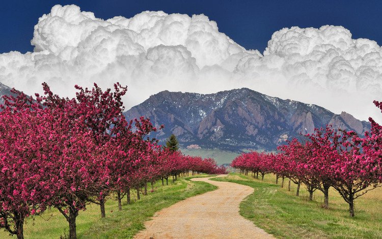 небо, дорога, облака, деревья, горы, цветущее, the sky, road, clouds, trees, mountains, flowering