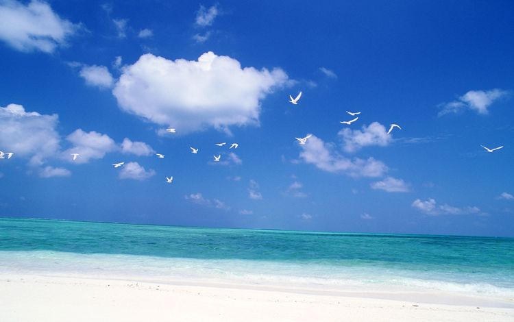 небо, море, пляж, горизонт, облако, волна, птицы, океан, the sky, sea, beach, horizon, cloud, wave, birds, the ocean