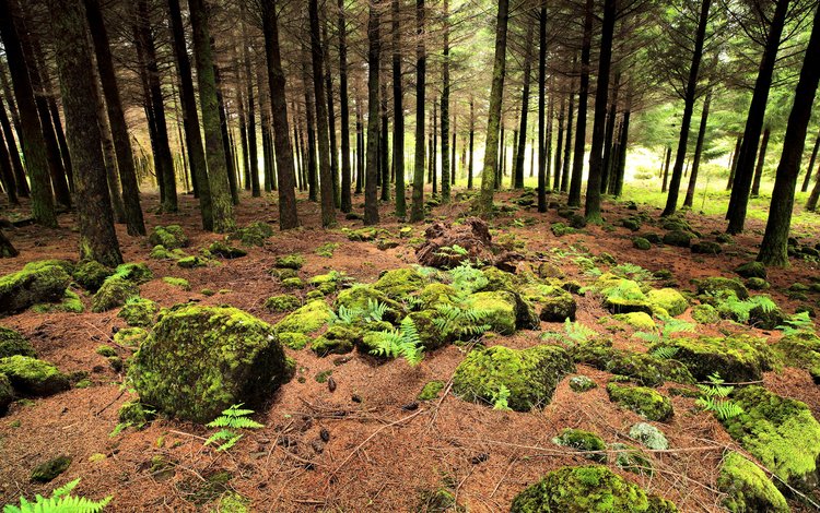 лес, португалия, moss zone, forest, portugal