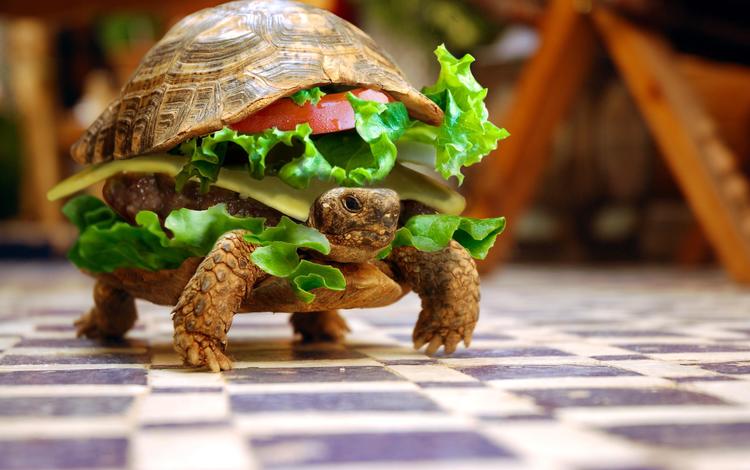 животные, черепаха, бутерброд, юмор, овощи, animals, turtle, sandwich, humor, vegetables