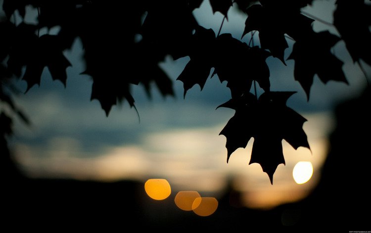 листья, осень, темный фон, кленовый лист, leaves, autumn, the dark background, maple leaf