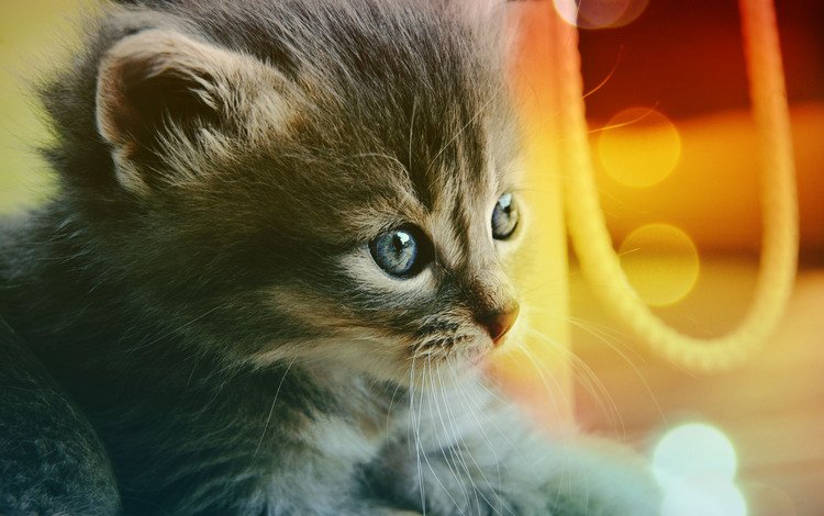 глаза, кот, котенок, голубые, eyes, cat, kitty, blue