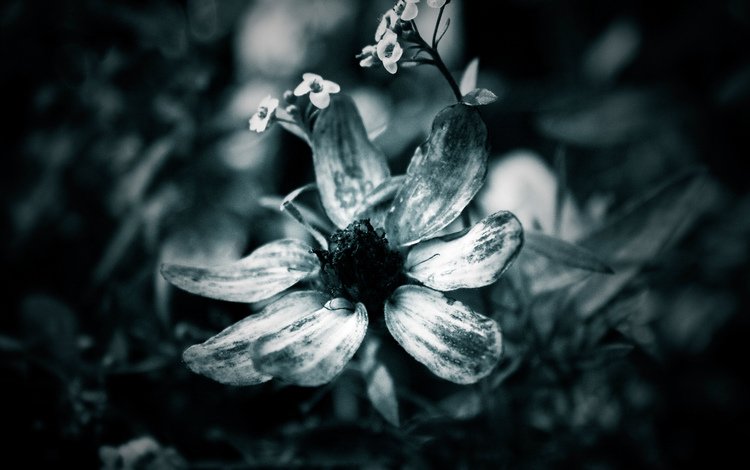 макро, цветок, лепестки, чёрно-белое, macro, flower, petals, black and white