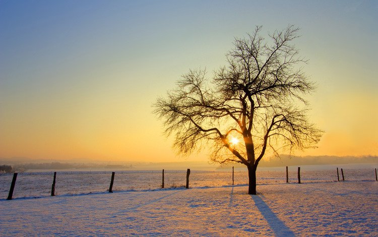 солнце, снег, дерево, обои, зима, фото, the sun, snow, tree, wallpaper, winter, photo