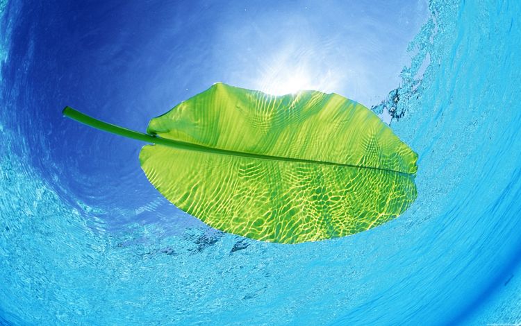 вода, солнце, луч, глубина, зеленый лист, water, the sun, ray, depth, green leaf
