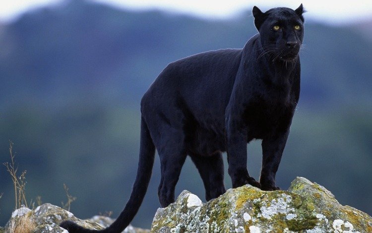 взгляд, пантера, черная, look, panther, black