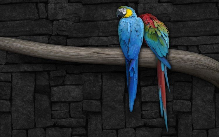 рисунок, ветка, стена, попугай, figure, branch, wall, parrot