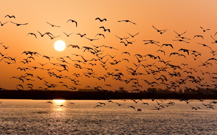 закат, чайки, волга, sunset, seagulls, volga