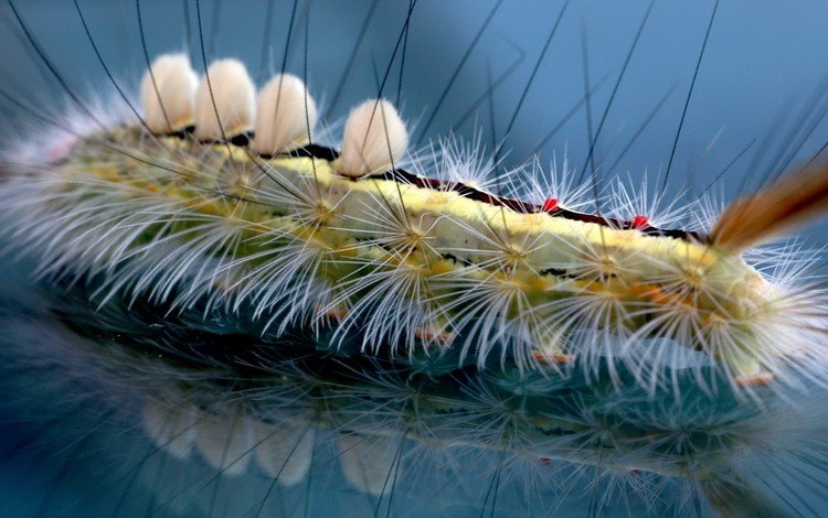 отражение, волоски, гусеница, reflection, hairs, caterpillar