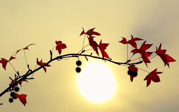 ветка, солнце, листья, branch, the sun, leaves