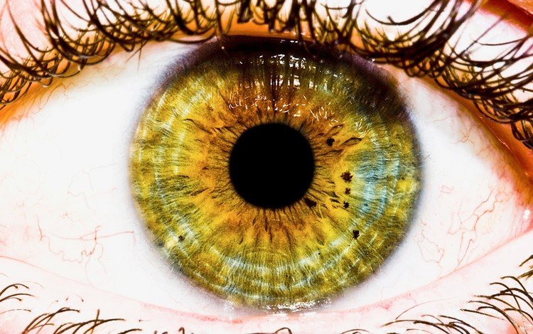 глаз, макросъемка, зрачок, ресницы, eyes, macro, the pupil, eyelashes