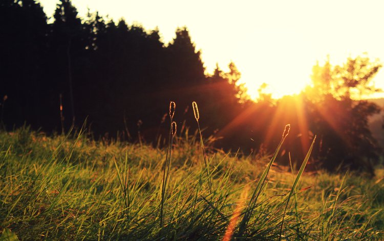 трава, солнце, закат, grass, the sun, sunset
