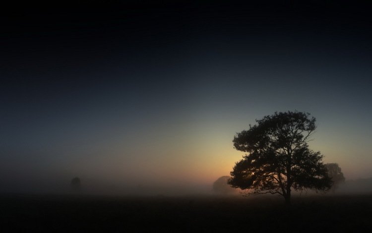 дерево, утро, туман, tree, morning, fog