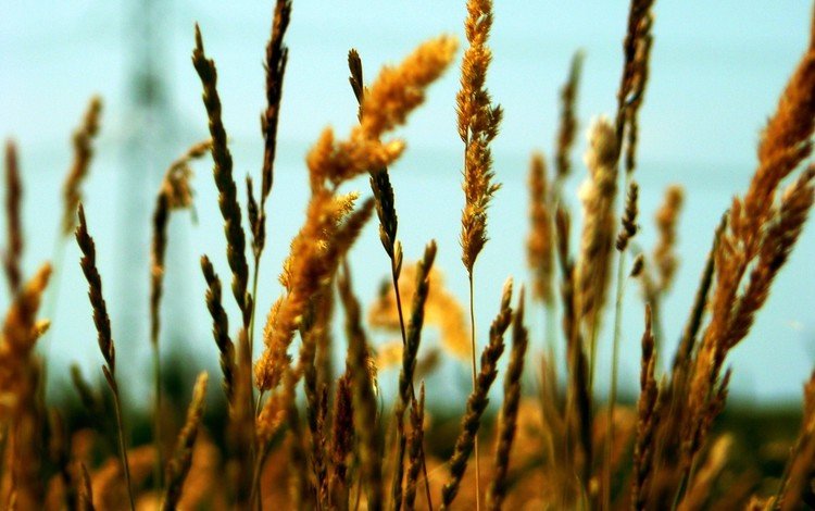 поле, зерна, колос, field, grain, ear