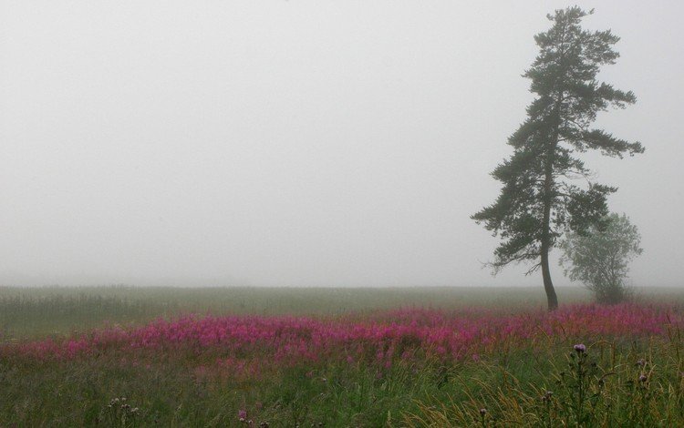 дерево, туман, поле, tree, fog, field