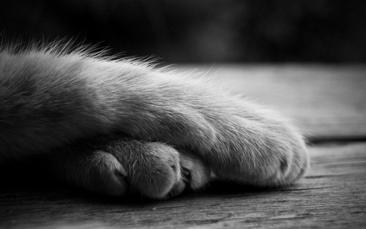 лапы, кошка, чёрно-белое, лежит, paws, cat, black and white, lies