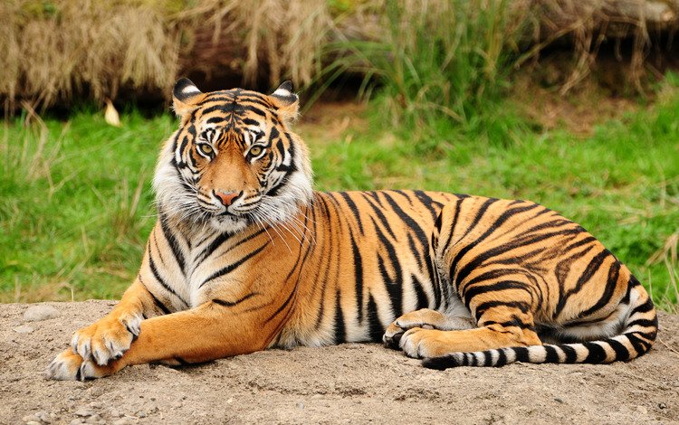 тигр, природа, дикие кошки, киски, киска, tiger, nature, wild cats, pussy