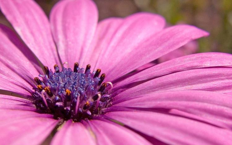 фиолетовый, растение, пыльца, purple, plant, pollen