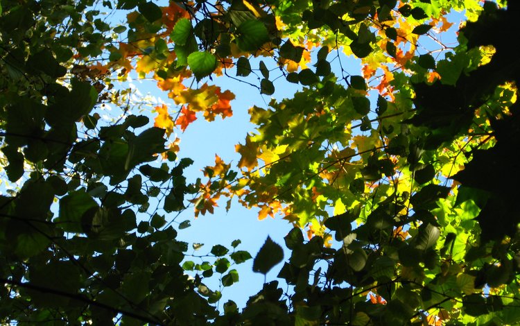небо, листья, ветки, the sky, leaves, branches