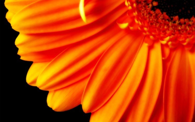 цветок, лепестки, оранжевый, черный фон, гербера, flower, petals, orange, black background, gerbera