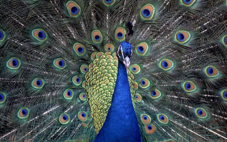 павлин, перья, хвост, peacock, feathers, tail
