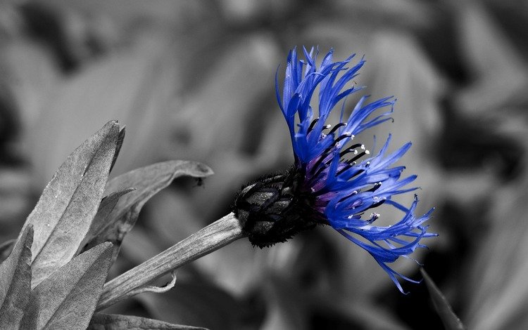 синий, черно-белая, контраст, василек, blue, black and white, contrast, cornflower