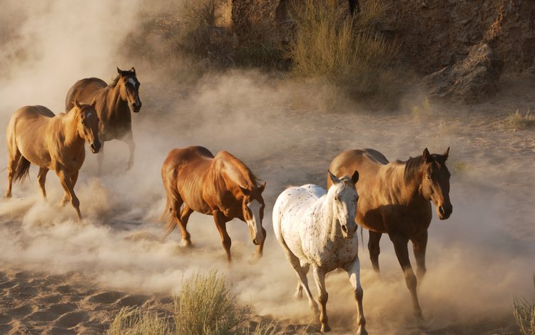 фото, животные, лошади, кони, пыль, стадо, табун, дикая природа, photo, animals, horse, horses, dust, the herd, wildlife