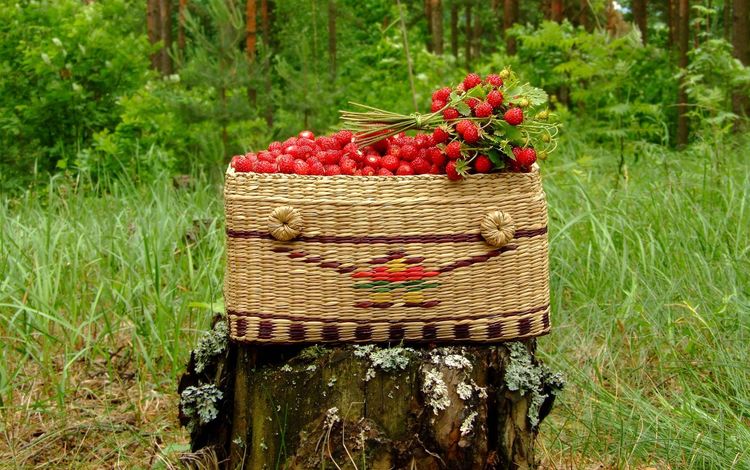 корзина, пень, земляника, basket, stump, strawberries