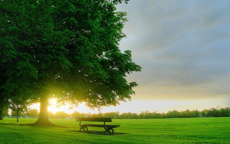 дерево, утро, скамейка, tree, morning, bench